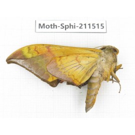 Sphingidae sp. China, Yunnan, Dehong, Yingjiang county. 1Pcs. Moth-Sphi-211515.