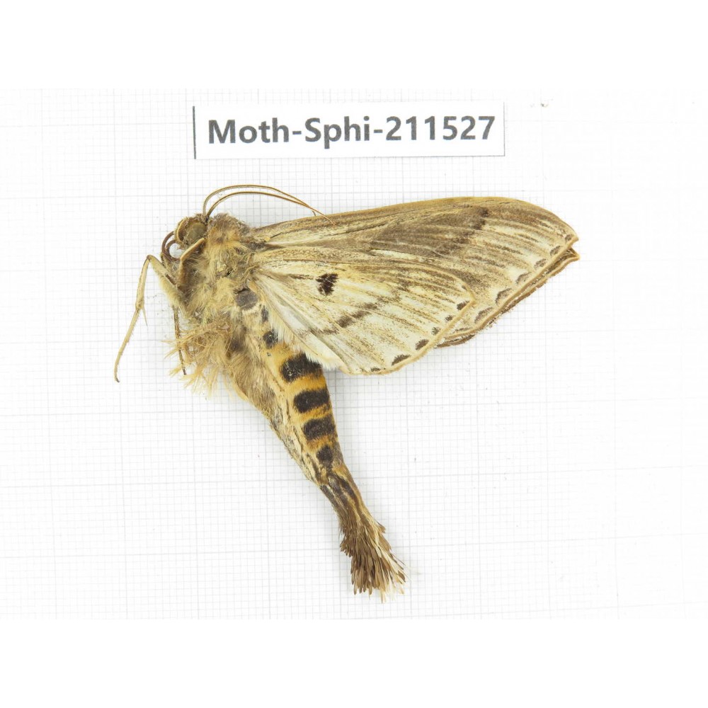 Sphingidae sp. China, Yunnan, Dehong, Yingjiang county. 1Pcs. Moth-Sphi-211527.