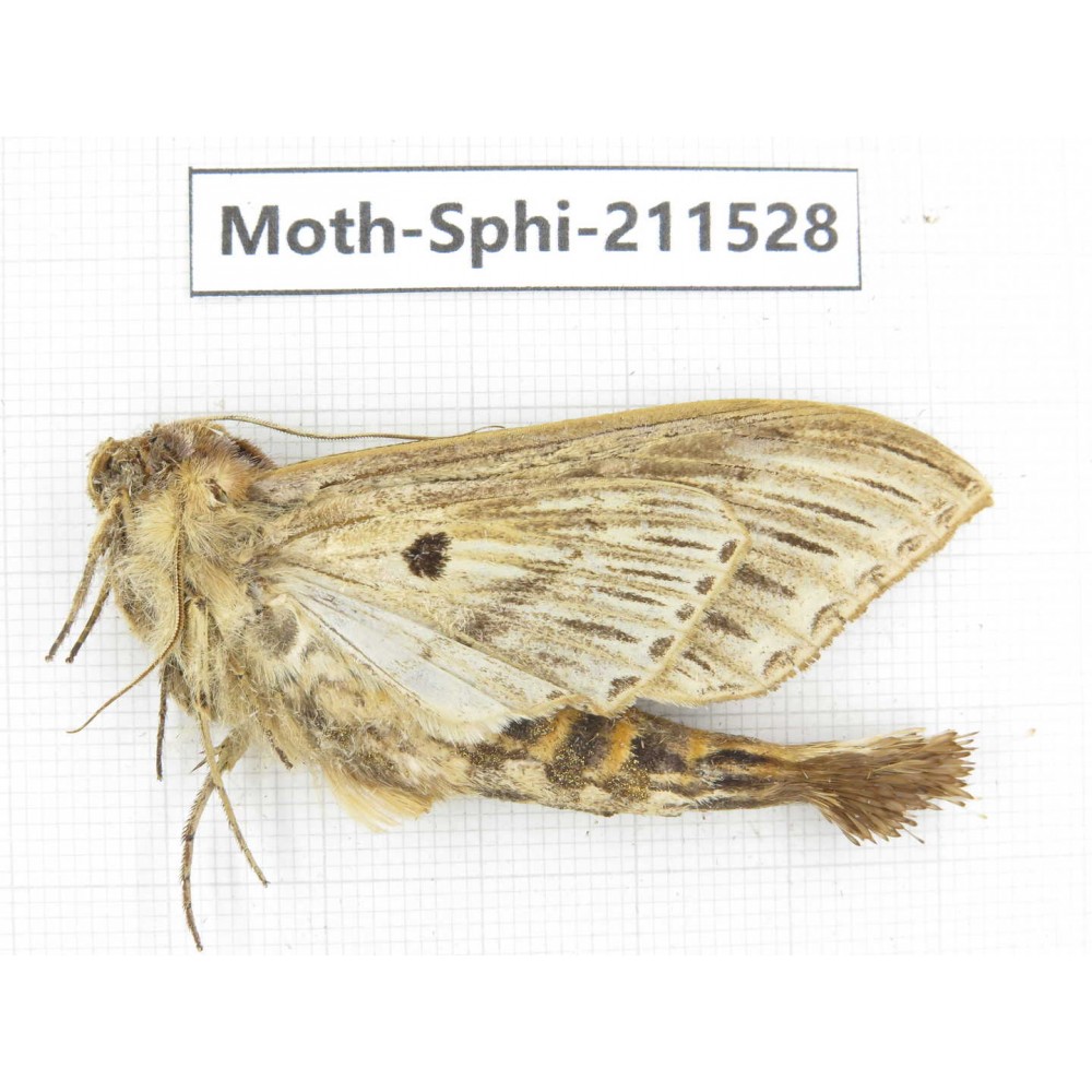 Sphingidae sp. China, Yunnan, Dehong, Yingjiang county. 1Pcs. Moth-Sphi-211528.