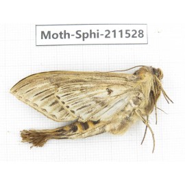 Sphingidae sp. China, Yunnan, Dehong, Yingjiang county. 1Pcs. Moth-Sphi-211528.