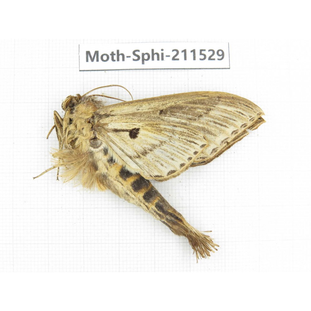 Sphingidae sp. China, Yunnan, Dehong, Yingjiang county. 1Pcs. Moth-Sphi-211529.