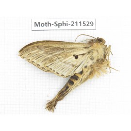 Sphingidae sp. China, Yunnan, Dehong, Yingjiang county. 1Pcs. Moth-Sphi-211529.