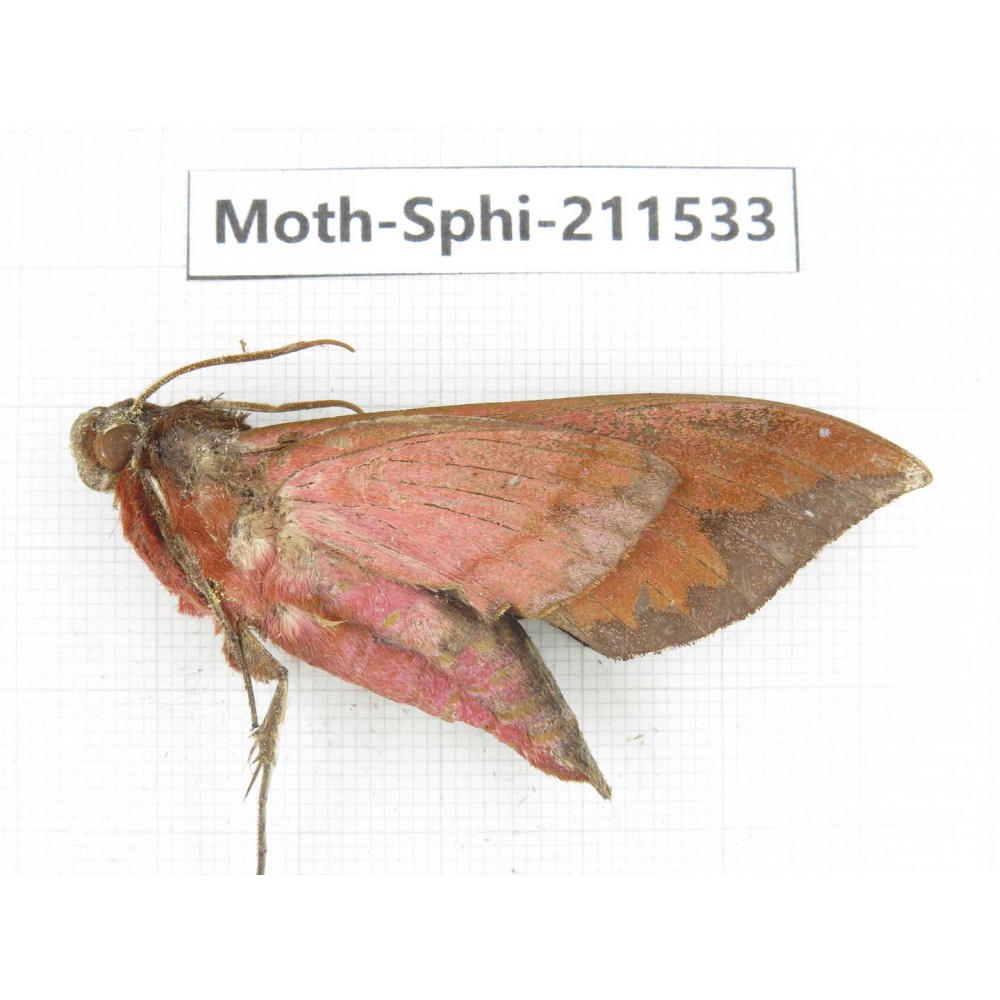 Sphingidae sp. China, Yunnan, Dehong, Yingjiang county. 1Pcs. Moth-Sphi-211533.