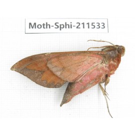 Sphingidae sp. China, Yunnan, Dehong, Yingjiang county. 1Pcs. Moth-Sphi-211533.