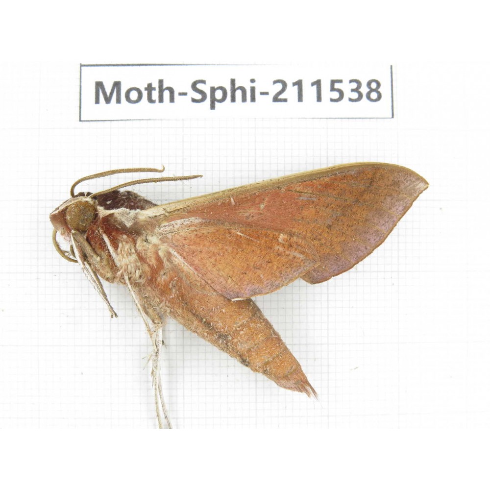 Sphingidae sp. China, Yunnan, Dehong, Yingjiang county. 1Pcs. Moth-Sphi-211538.