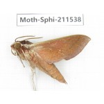 Sphingidae sp. China, Yunnan, Dehong, Yingjiang county. 1Pcs. Moth-Sphi-211538.