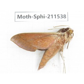 Sphingidae sp. China, Yunnan, Dehong, Yingjiang county. 1Pcs. Moth-Sphi-211538.