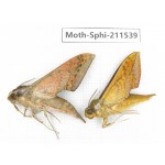 Sphingidae sp. China, Yunnan, Dehong, Yingjiang county. 2Pcs. Moth-Sphi-211539.