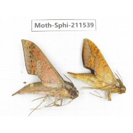 Sphingidae sp. China, Yunnan, Dehong, Yingjiang county. 2Pcs. Moth-Sphi-211539.