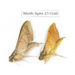 Sphingidae sp. China, Yunnan, Dehong, Yingjiang county. 2Pcs. Moth-Sphi-211540.