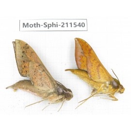 Sphingidae sp. China, Yunnan, Dehong, Yingjiang county. 2Pcs. Moth-Sphi-211540.