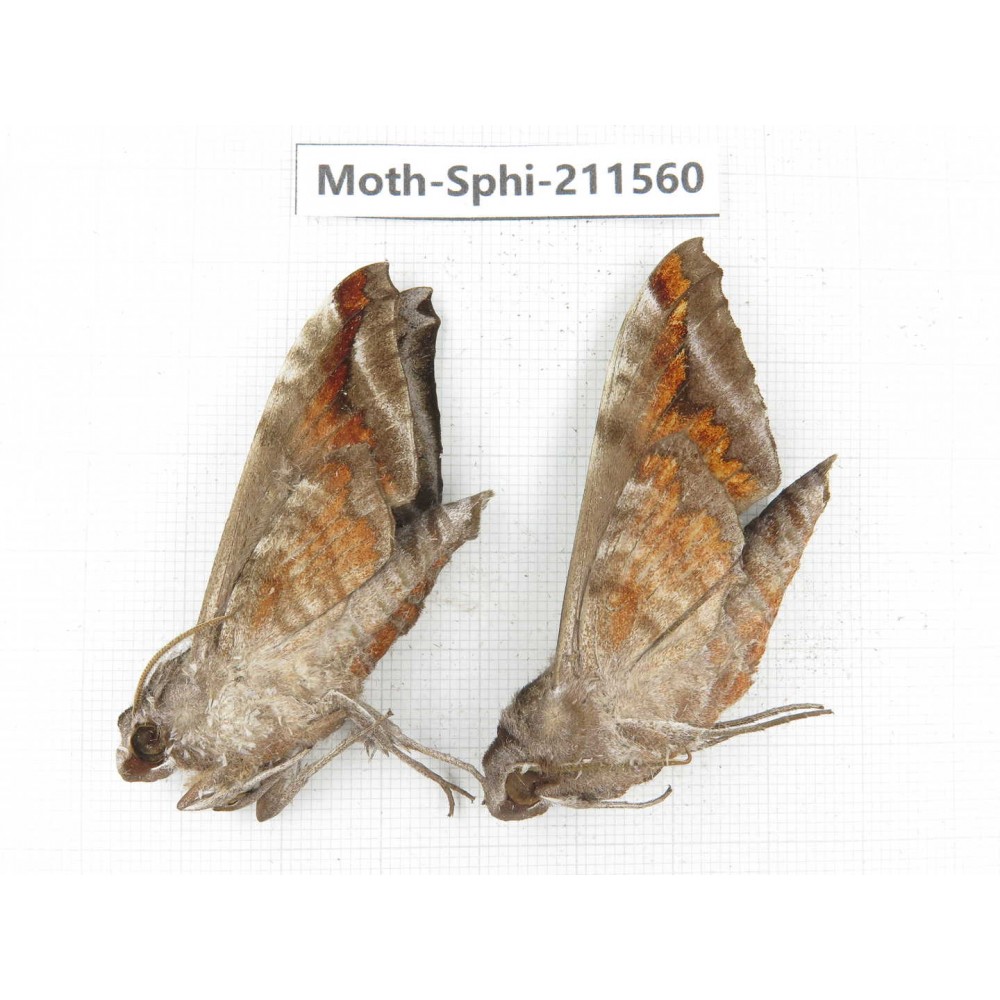 Sphingidae sp. China, Yunnan, Dehong, Yingjiang county. 2Pcs. Moth-Sphi-211560.