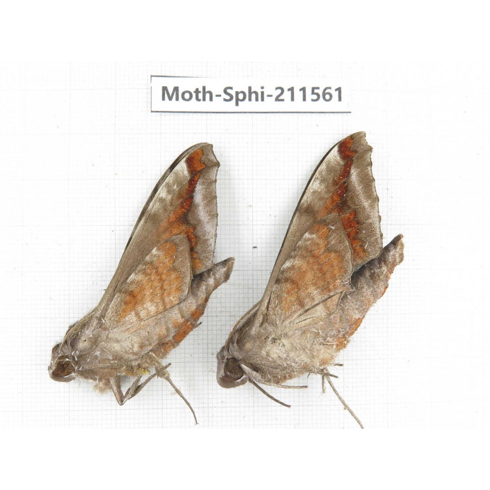 Sphingidae sp. China, Yunnan, Dehong, Yingjiang county. 2Pcs. Moth-Sphi-211561.