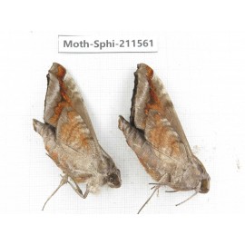 Sphingidae sp. China, Yunnan, Dehong, Yingjiang county. 2Pcs. Moth-Sphi-211561.