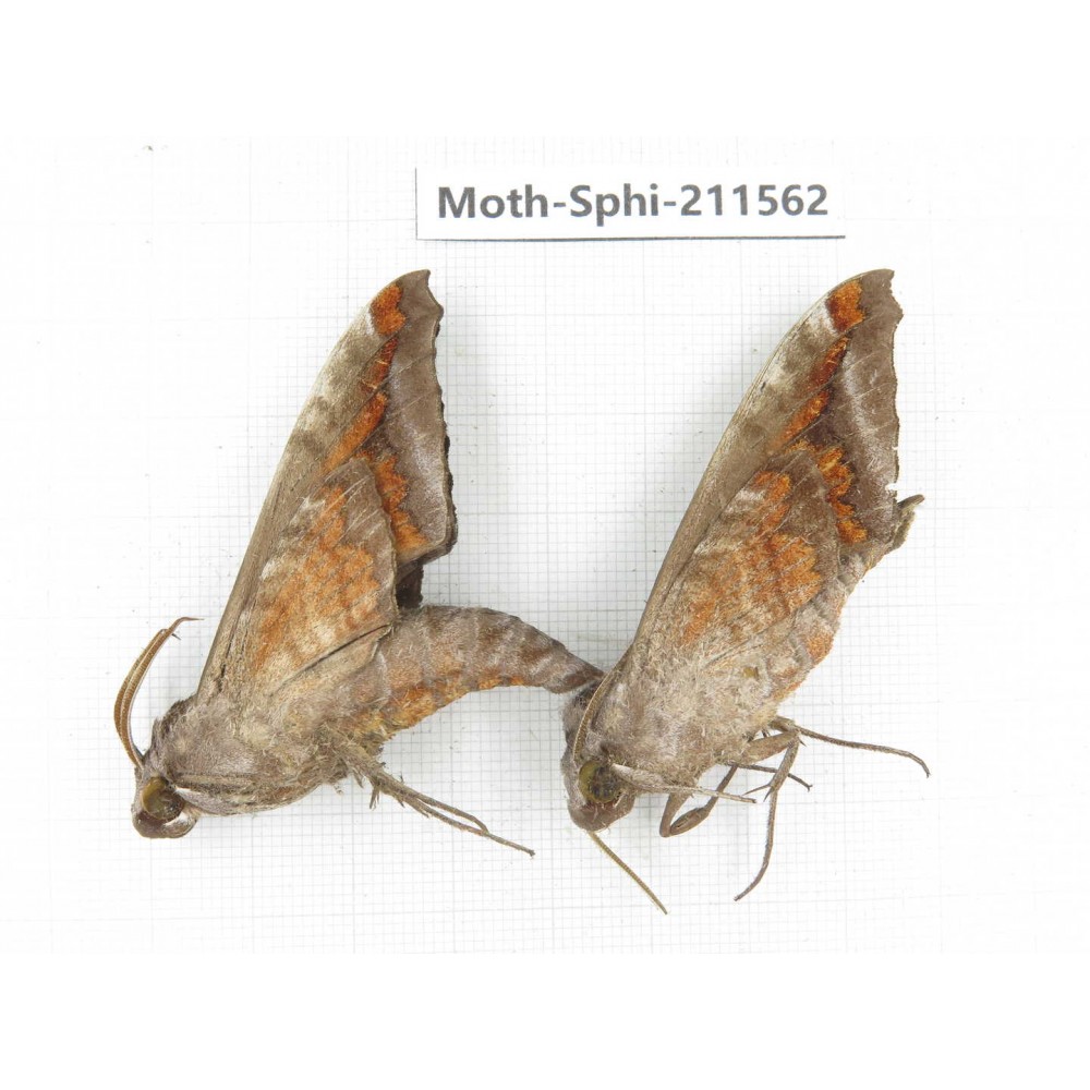 Sphingidae sp. China, Yunnan, Dehong, Yingjiang county. 2Pcs. Moth-Sphi-211562.