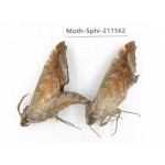 Sphingidae sp. China, Yunnan, Dehong, Yingjiang county. 2Pcs. Moth-Sphi-211562.