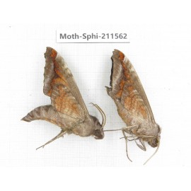 Sphingidae sp. China, Yunnan, Dehong, Yingjiang county. 2Pcs. Moth-Sphi-211562.
