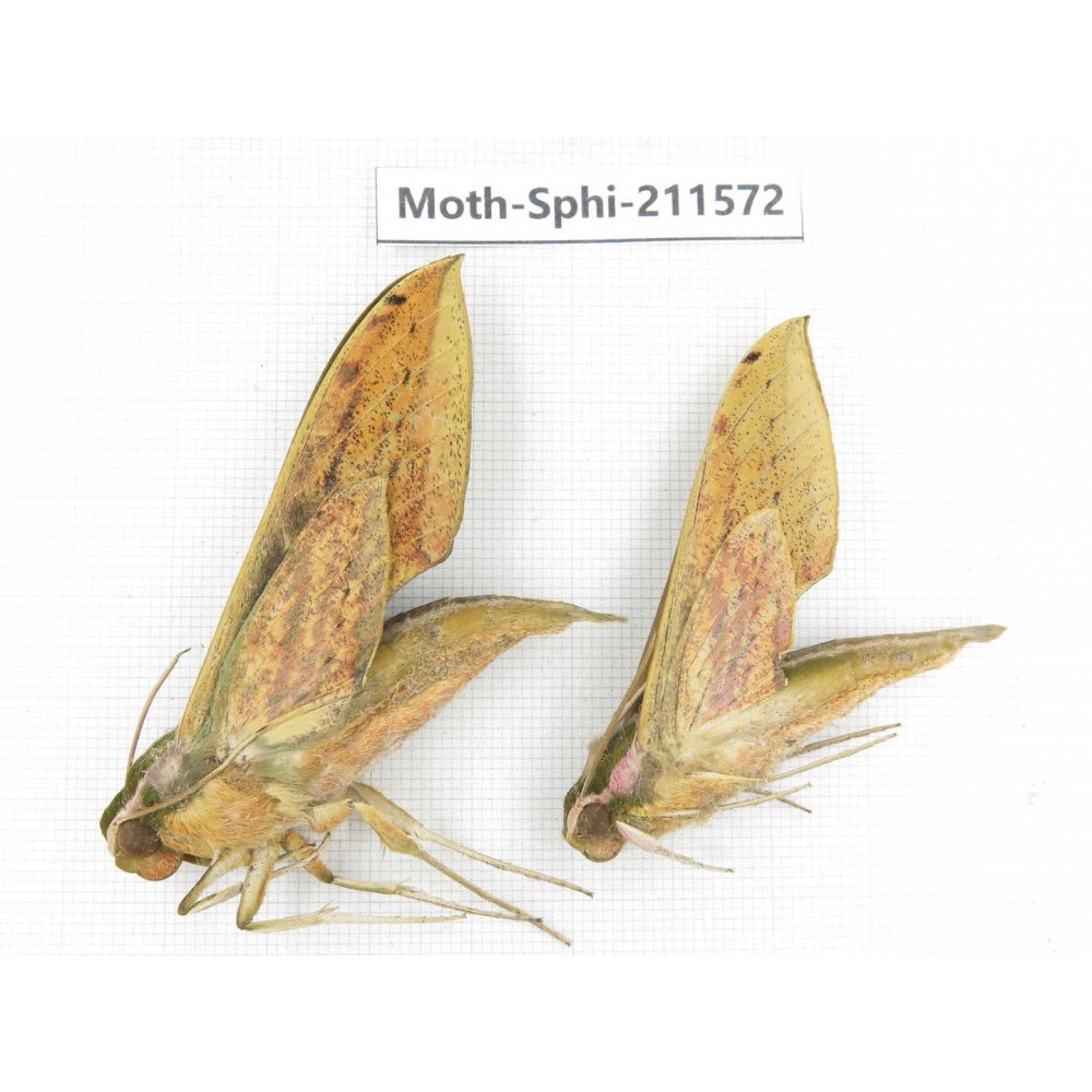 Sphingidae sp. China, Yunnan, Dehong, Yingjiang county. 2Pcs. Moth-Sphi-211572.