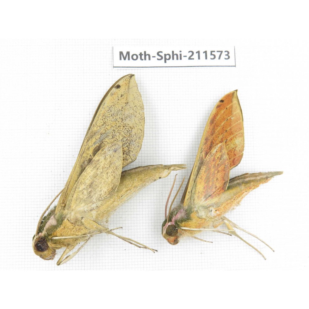 Sphingidae sp. China, Yunnan, Dehong, Yingjiang county. 2Pcs. Moth-Sphi-211573.