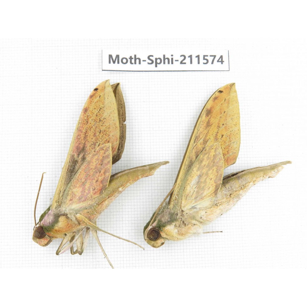 Sphingidae sp. China, Yunnan, Dehong, Yingjiang county. 2Pcs. Moth-Sphi-211574.