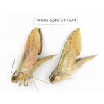 Sphingidae sp. China, Yunnan, Dehong, Yingjiang county. 2Pcs. Moth-Sphi-211574.