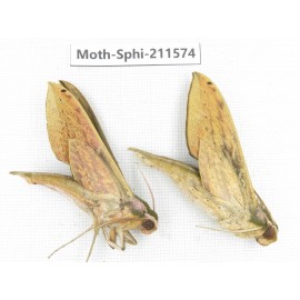Sphingidae sp. China, Yunnan, Dehong, Yingjiang county. 2Pcs. Moth-Sphi-211574.
