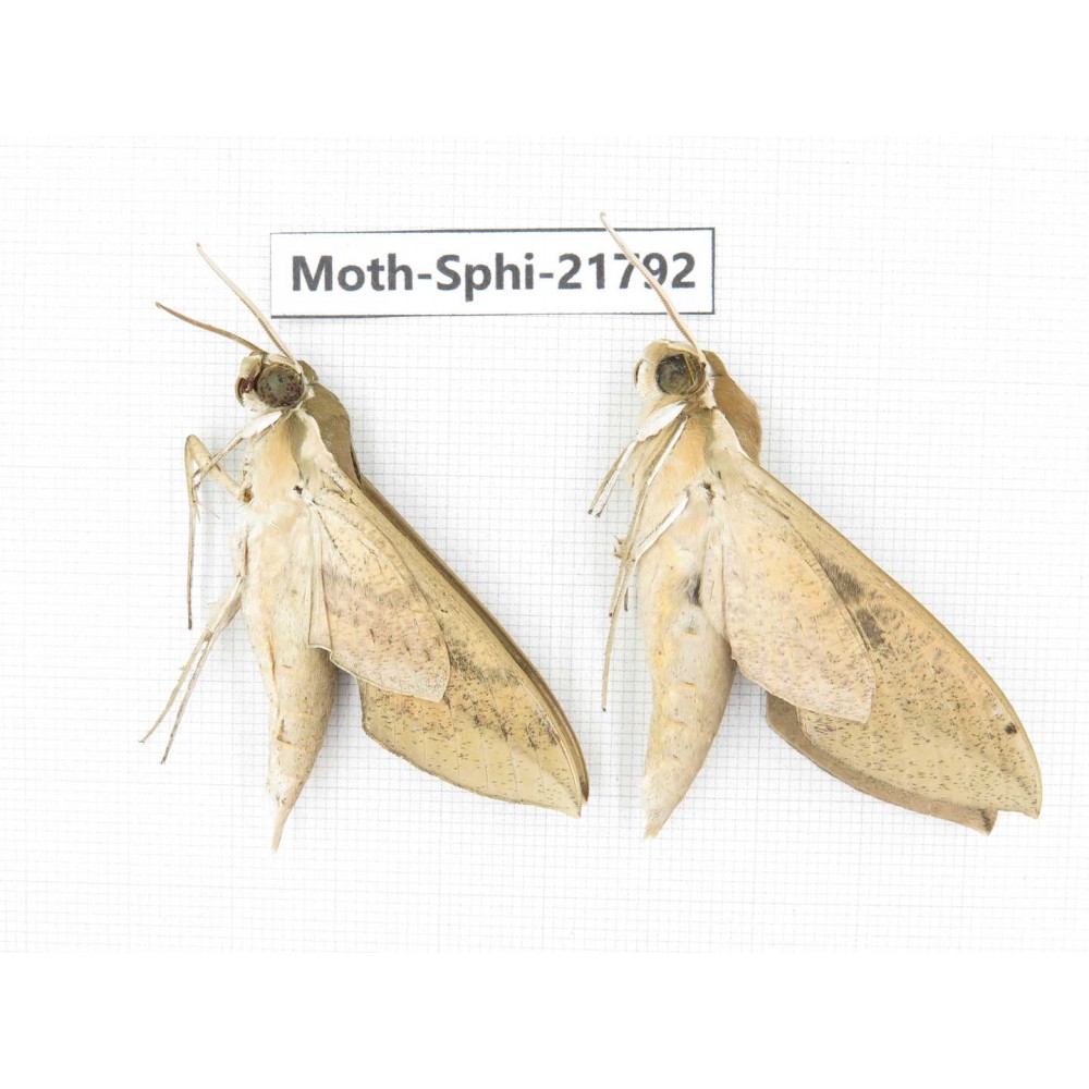 Sphingidae sp. China, Yunnan, Lijiang, S of Mt.Yunling. 2M. Moth-Sphi-21792.