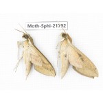 Sphingidae sp. China, Yunnan, Lijiang, S of Mt.Yunling. 2M. Moth-Sphi-21792.