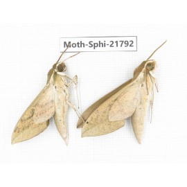 Sphingidae sp. China, Yunnan, Lijiang, S of Mt.Yunling. 2M. Moth-Sphi-21792.