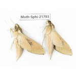 Sphingidae sp. China, Yunnan, Lijiang, S of Mt.Yunling. 2M. Moth-Sphi-21793.