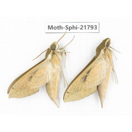 Sphingidae sp. China, Yunnan, Lijiang, S of Mt.Yunling. 2M. Moth-Sphi-21793.