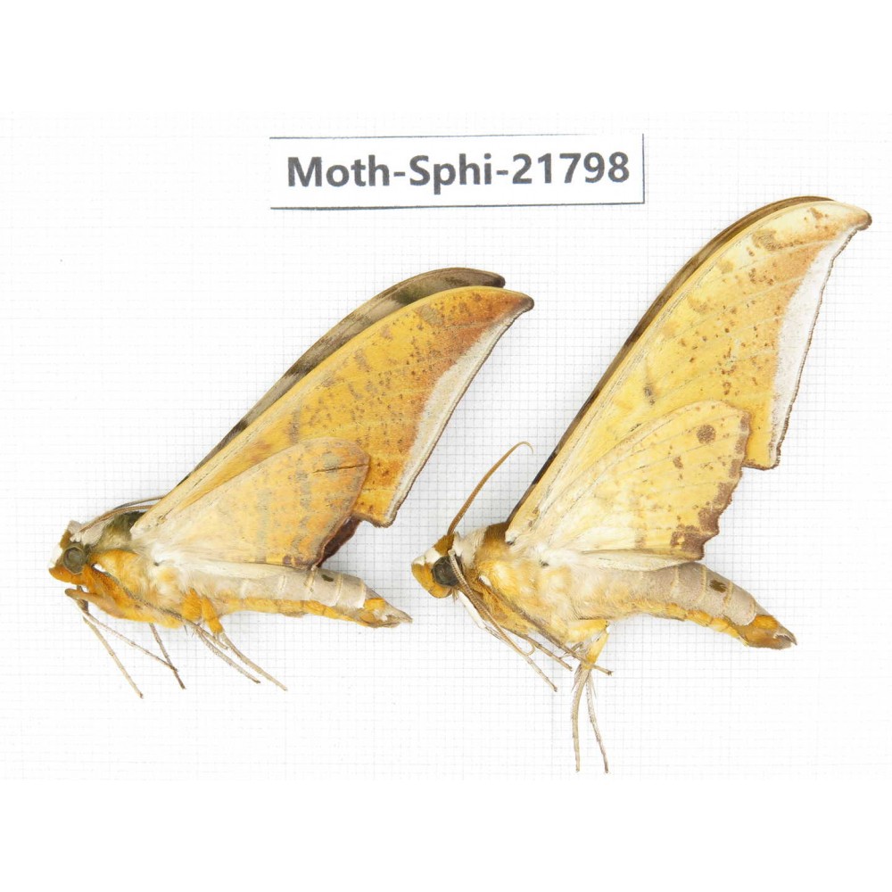 Sphingidae sp. China, Yunnan, Lijiang, S of Mt.Yunling. 2M. Moth-Sphi-21798.