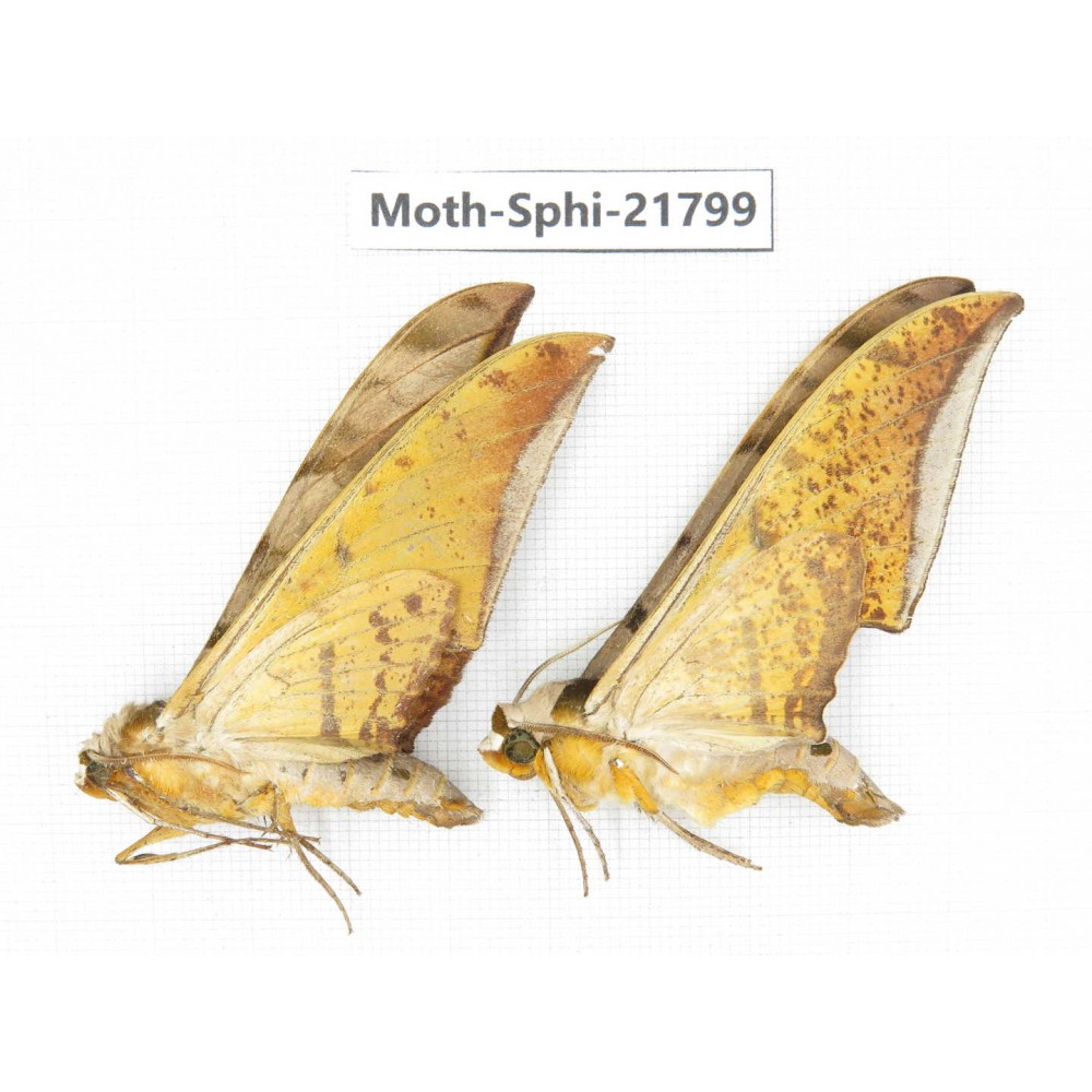 Sphingidae sp. China, Yunnan, Lijiang, S of Mt.Yunling. 2M. Moth-Sphi-21799.
