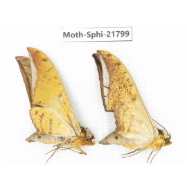 Sphingidae sp. China, Yunnan, Lijiang, S of Mt.Yunling. 2M. Moth-Sphi-21799.