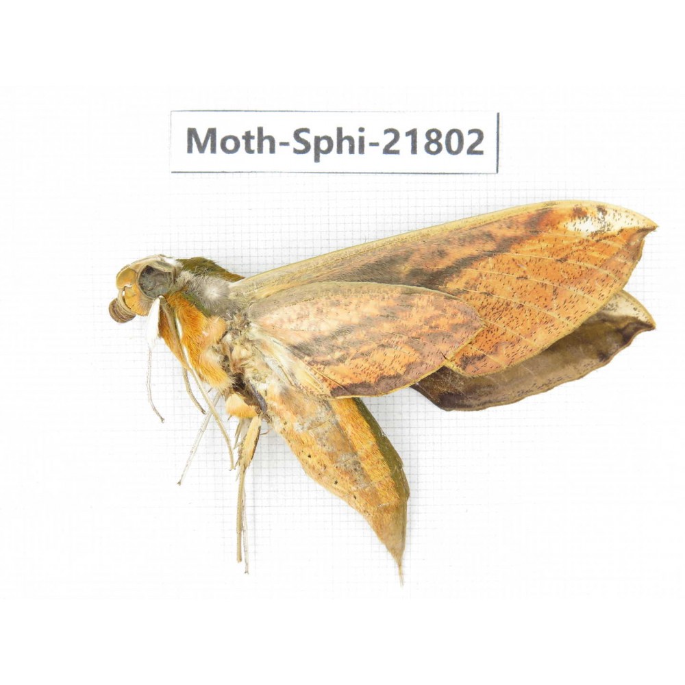 Sphingidae sp. China, Yunnan, Lijiang, S of Mt.Yunling. 1M. Moth-Sphi-21802.