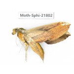 Sphingidae sp. China, Yunnan, Lijiang, S of Mt.Yunling. 1M. Moth-Sphi-21802.