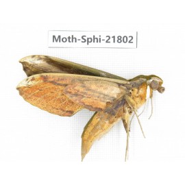 Sphingidae sp. China, Yunnan, Lijiang, S of Mt.Yunling. 1M. Moth-Sphi-21802.