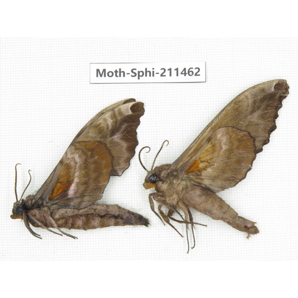 Sphingidae sp. China, Yunnan, Nujiang valley, N of Mt.Biluoxueshan. 2Pcs. Moth-Sphi-211462.