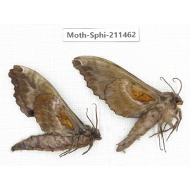 Sphingidae sp. China, Yunnan, Nujiang valley, N of Mt.Biluoxueshan. 2Pcs. Moth-Sphi-211462.