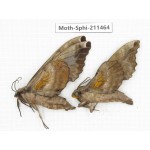Sphingidae sp. China, Yunnan, Nujiang valley, N of Mt.Biluoxueshan. 2Pcs. Moth-Sphi-211464.