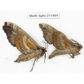 Sphingidae sp. China, Yunnan, Nujiang valley, N of Mt.Biluoxueshan. 2Pcs. Moth-Sphi-211464.