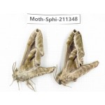 Sphingidae sp. China, Yunnan, Nujiang valley, N of Mt.Biluoxueshan. 2Pcs. Moth-Sphi-211348.