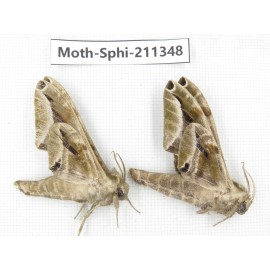 Sphingidae sp. China, Yunnan, Nujiang valley, N of Mt.Biluoxueshan. 2Pcs. Moth-Sphi-211348.