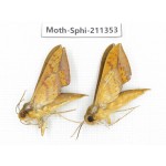 Sphingidae sp. China, Yunnan, Nujiang valley, N of Mt.Biluoxueshan. 2Pcs. Moth-Sphi-211353.