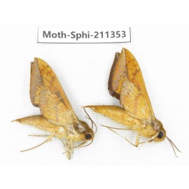 Sphingidae sp. China, Yunnan, Nujiang valley, N of Mt.Biluoxueshan. 2Pcs. Moth-Sphi-211353.