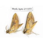 Sphingidae sp. China, Yunnan, Nujiang valley, N of Mt.Biluoxueshan. 2Pcs. Moth-Sphi-211355.