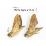 Sphingidae sp. China, Yunnan, Nujiang valley, N of Mt.Biluoxueshan. 2Pcs. Moth-Sphi-211357.