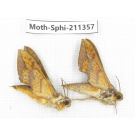 Sphingidae sp. China, Yunnan, Nujiang valley, N of Mt.Biluoxueshan. 2Pcs. Moth-Sphi-211357.