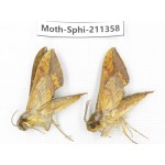 Sphingidae sp. China, Yunnan, Nujiang valley, N of Mt.Biluoxueshan. 2Pcs. Moth-Sphi-211358.