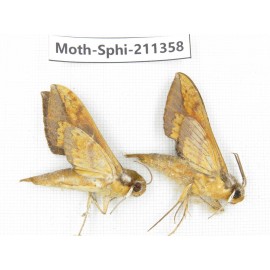 Sphingidae sp. China, Yunnan, Nujiang valley, N of Mt.Biluoxueshan. 2Pcs. Moth-Sphi-211358.